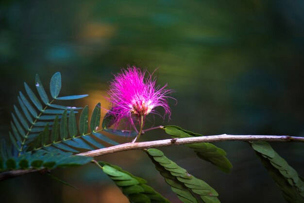 Flor da Árvore da Seda Persa ou também conhecida como Albizia julibrissin em plena floração