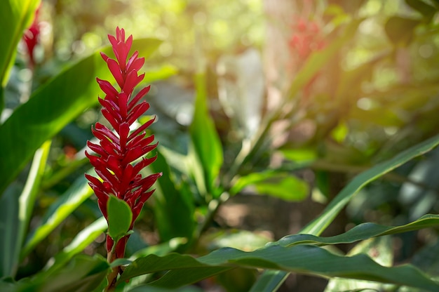 Flor da tocha vermelha rosa gengibre, selva. Foto de alta qualidade