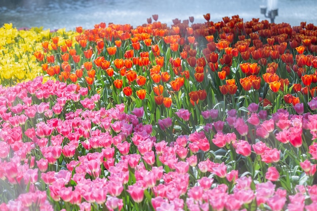 Flor da tulipa com fundo verde da folha no dia do inverno ou de mola.