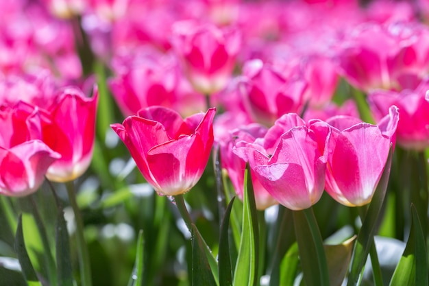 Flor da tulipa com fundo verde da folha no dia do inverno ou de mola.