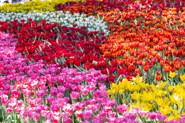 Flor da tulipa com fundo verde da folha no dia do inverno ou de mola.