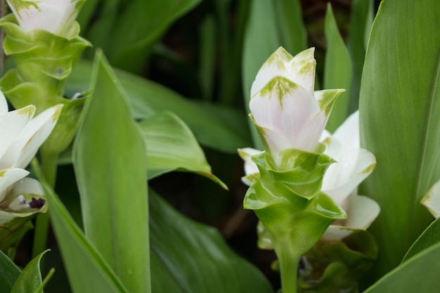 Flor da tulipa Siam.