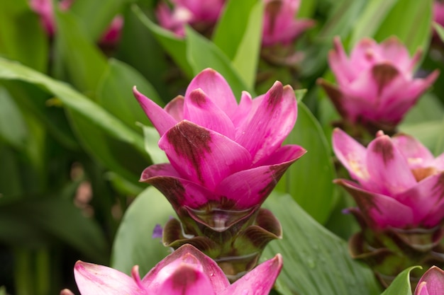 Flor da tulipa Siam.