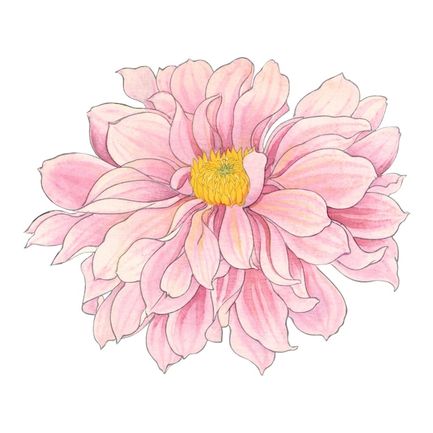 Flor de Dahlia pegatina png arte japonés de época fondo transparente