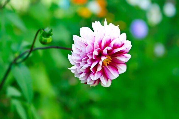 Flor de Dahlia