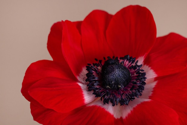 Flor de la dalia de la anémona roja oscura hermosa en el fondo neutral fondo floral del vintage fondo realista bot...