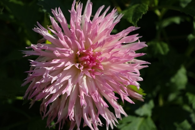 flor de dalia fresca rosa en un jardín botánico de otoño