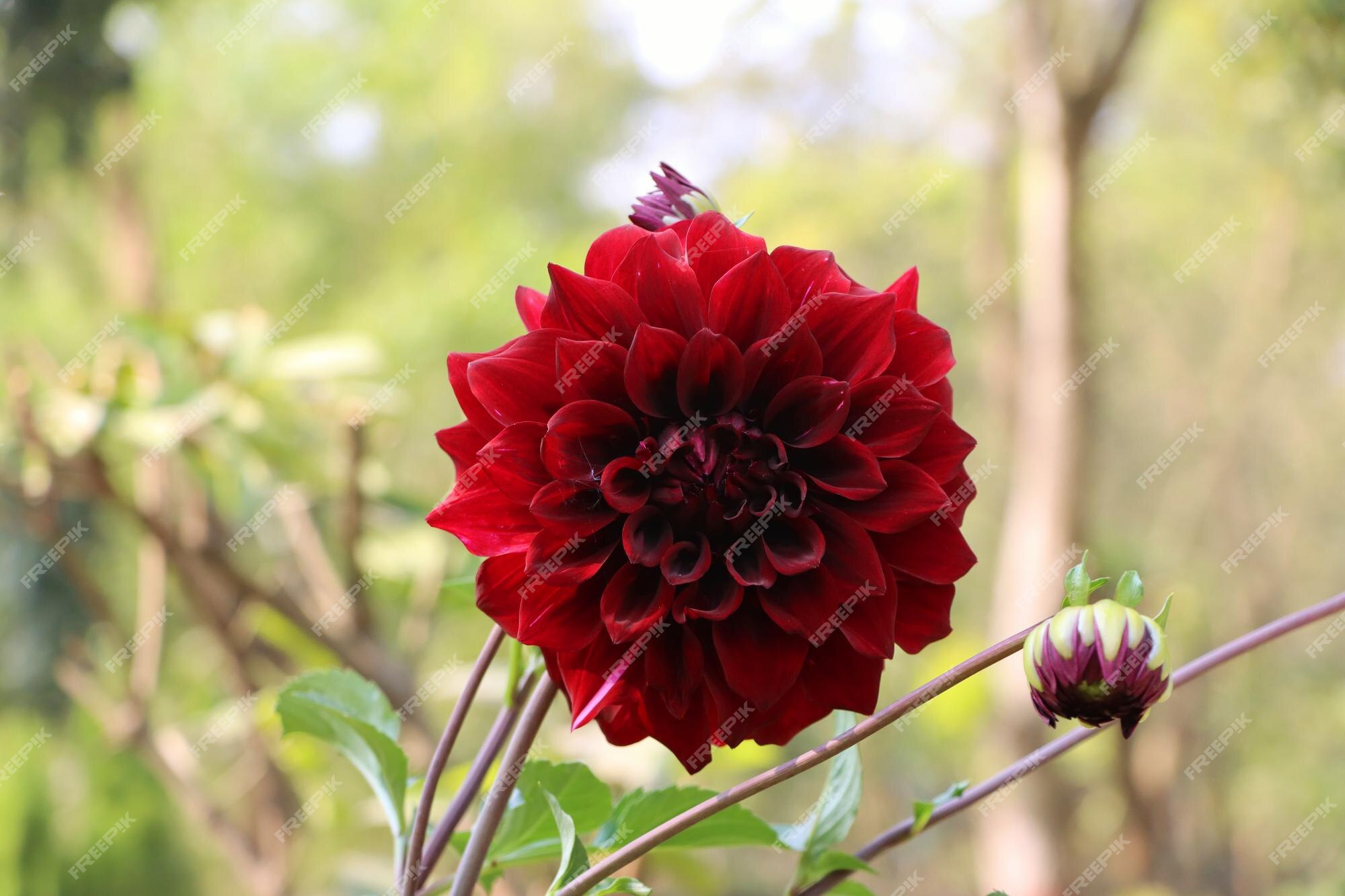 Flor de dalia hermosa flor de dalia roja y rosa | Foto Premium