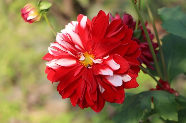 Flor de dalia hermosa flor de dalia roja y rosa | Foto Premium