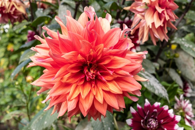 Flor de Dalia en el jardín. Asteraceae