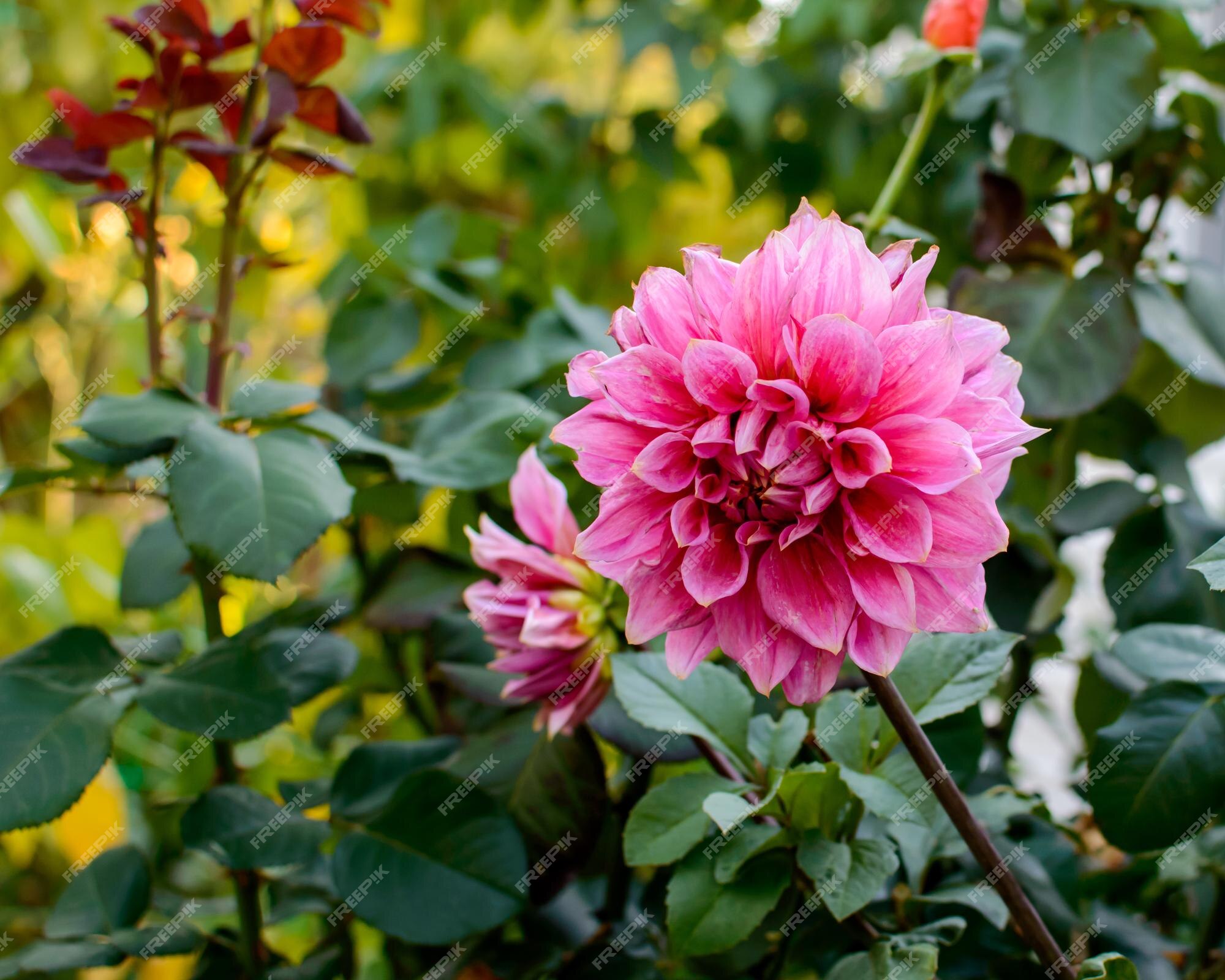 Flor de dalia en el jardín. flor rosa. dalia | Foto Premium