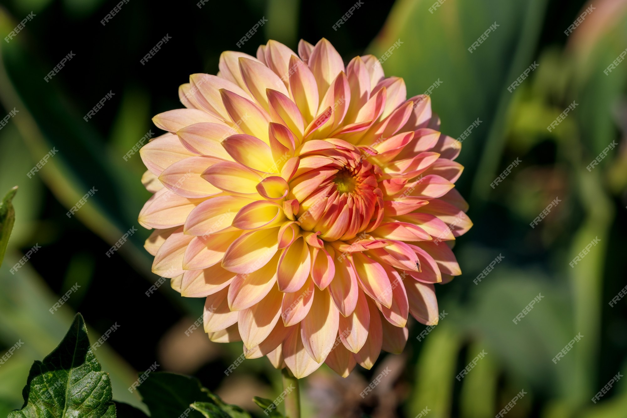 La flor de la dalia del jardín florece brillantemente maravillosamente en  un primer día soleado de otoño | Foto Premium