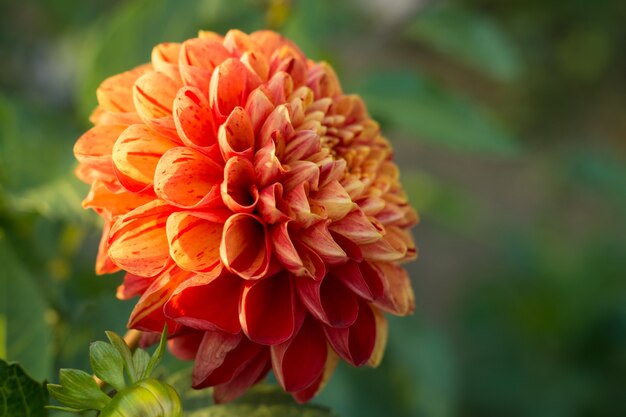 Flor de dalia naranja en el arbusto, primer plano