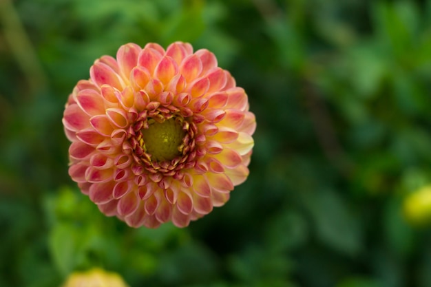 Flor de dalia naranja en el arbusto, primer plano