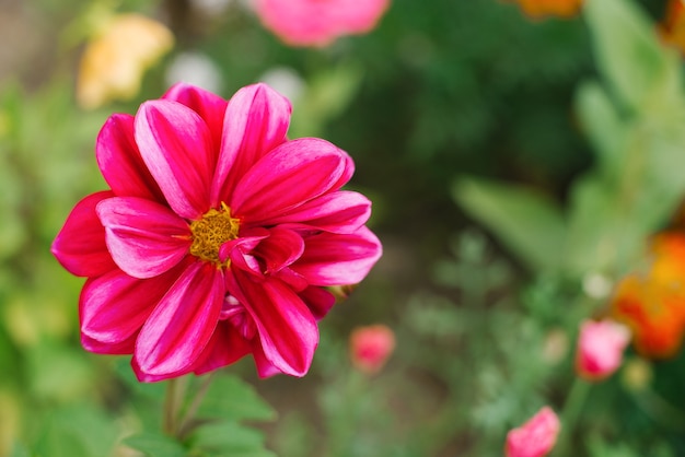 Flor de Dalia púrpura de cerca en el jardín de verano