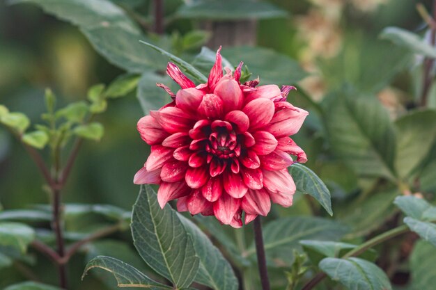 flor de dalia roja cerrar