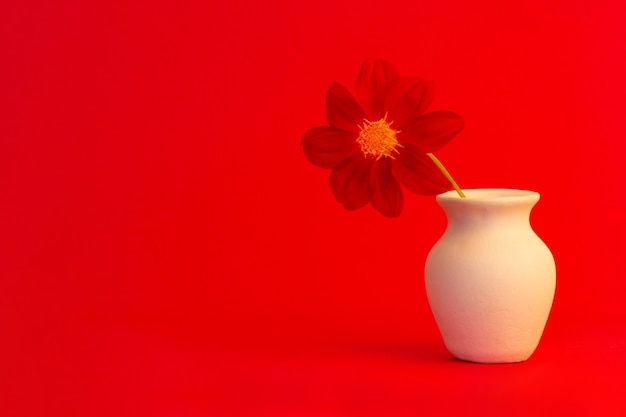 Una flor de dalia roja en una jarra blanca sobre un fondo rojo con un espacio de copia de primer plano