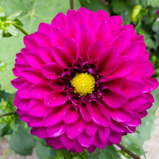 Flor de dalia roja