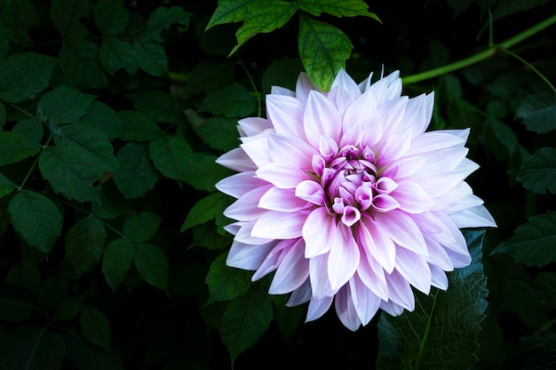 Flor de dalia rosa claro con fondo verde oscuro