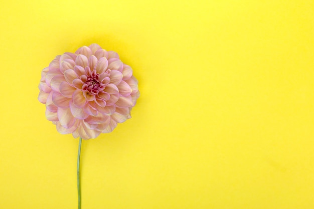 Flor dália rosa em fundo amarelo