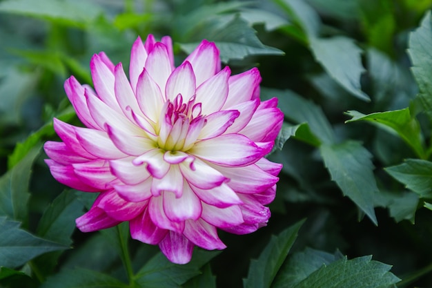 Flor de dalia rosa en el jardín en primavera