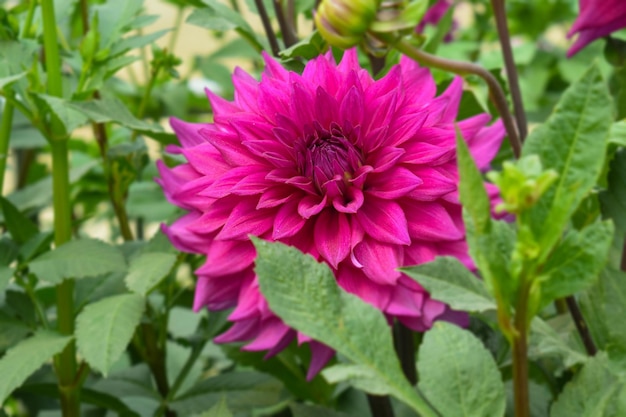 Una flor de dalia rosa en un jardín.