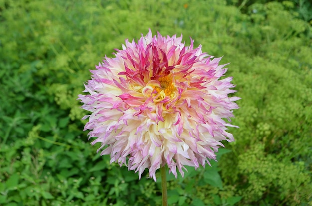 Flor de dalia rosa y naranja amarilla en el jardín