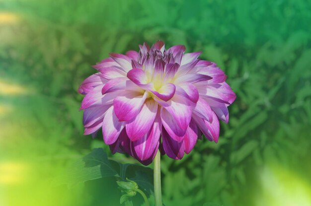 Flor de dalia rosada Dalia rosa en el jardín de verano Espacio de copia vacío