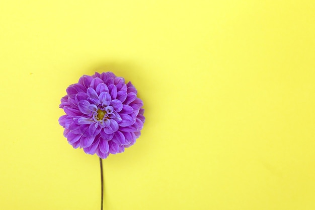 Flor dália roxa em fundo amarelo