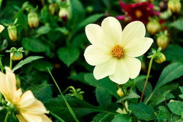 Flor de dalias que crece en el jardín.