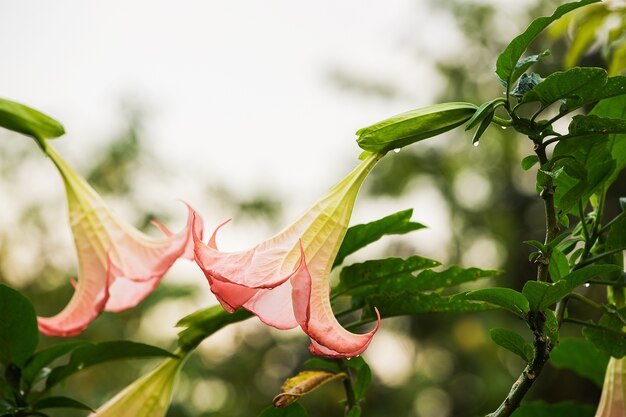 Flor de Datura (trompeta de ángel)