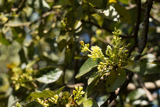 Flor de abacate em planta