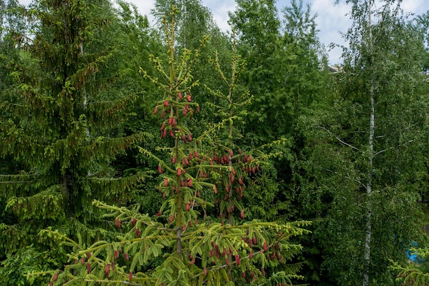 Flor de abeto em crescimento jovem em uma ponta de galho primavera lindos novos cones em abeto