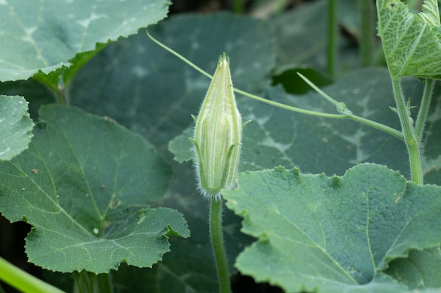 Flor de Abóbora em folhas verdes