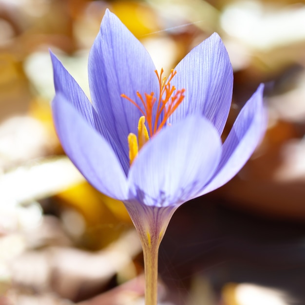 Flor de açafrão azul na floresta