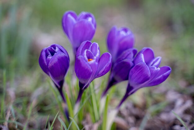 Flor de açafrão em east grinstead