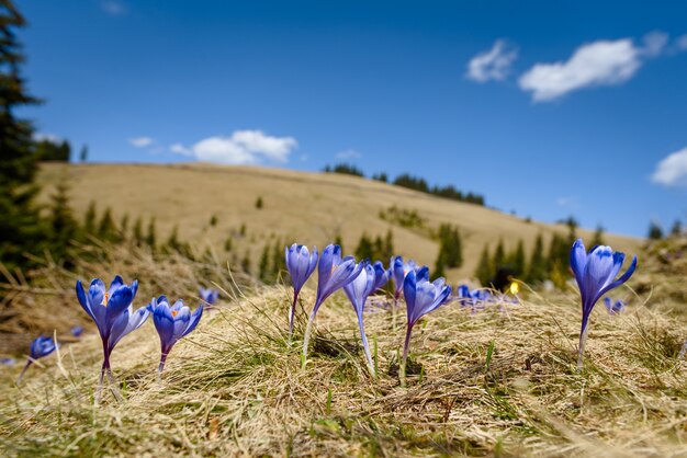 Flor de açafrão na primavera nas montanhas dos alpes