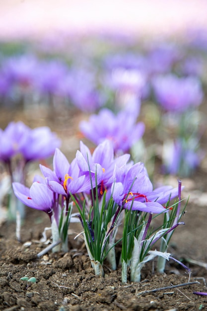 Flor de açafrão no chão crocus púrpura florescente colheita de campo