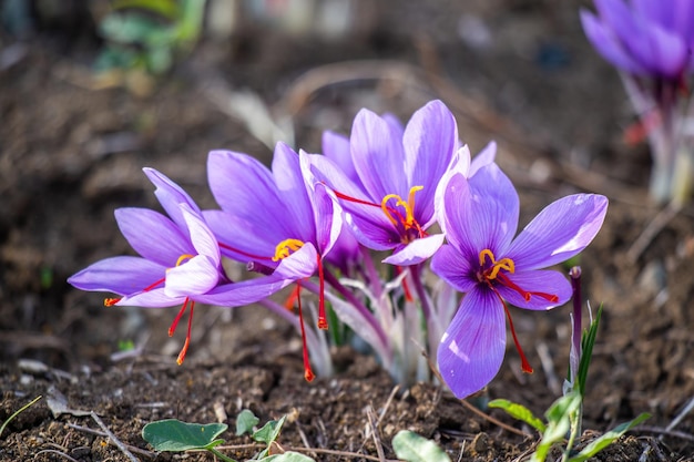 Flor de açafrão no solo açafrão roxo florescendo coleção de colheita de campo