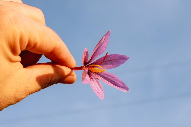 Flor de açafrão recém-cortada em uma mão contra um céu azul.