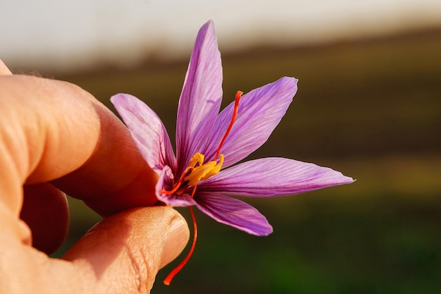 Flor de açafrão recém-cortada na mão de um homem.