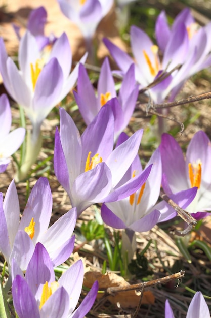 Flor de açafrão selvagem no Prado