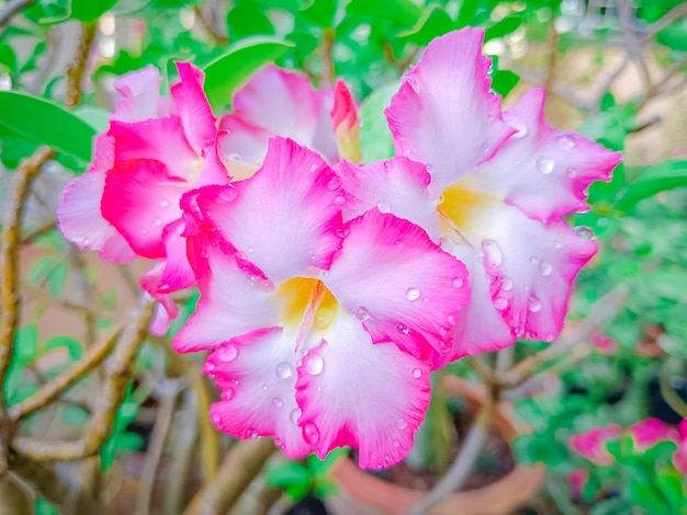 Foto flor de adenium rosa do deserto impala lily mock azalea