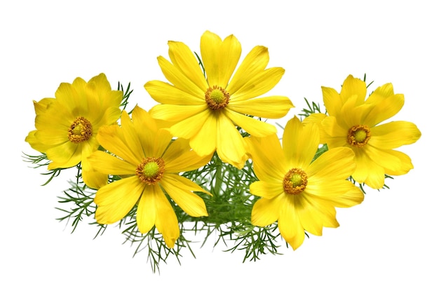 Flor de Adonis vernalis isolada em fundo branco
