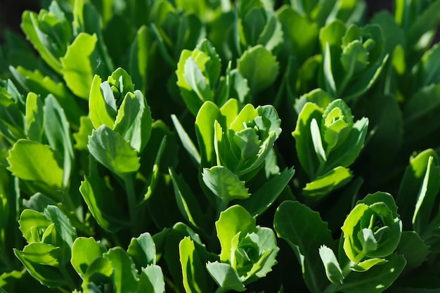 Foto flor de aeonium crassulaceae em condições naturais