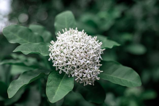 Flor de agulha branca na árvore