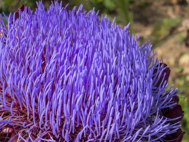 Flor de alcachofra cynara scolymus