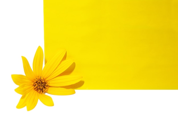 flor de alcachofra de jerusalém em uma folha de papel amarelo isolada em um fundo branco