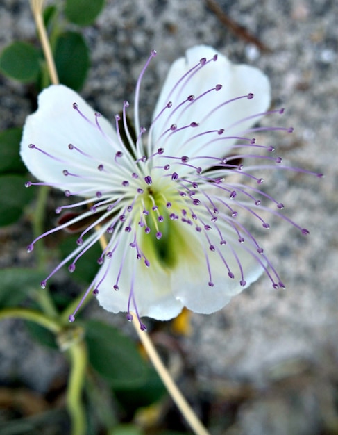 Flor de alcaparra