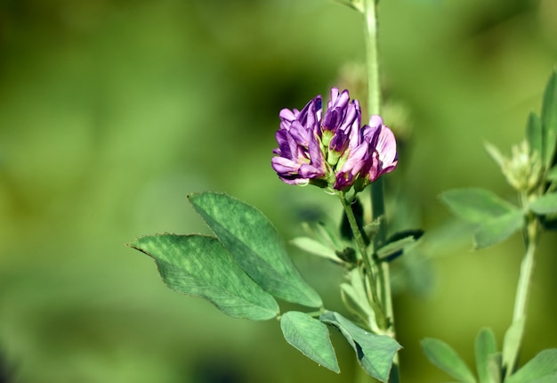 Flor de alfafa de perto